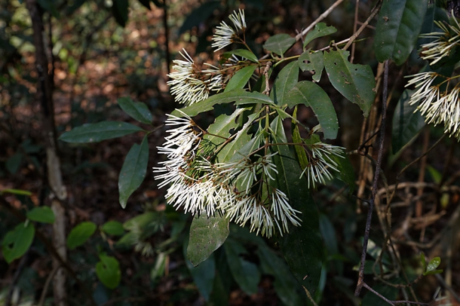 Ta Phrom et environs-019